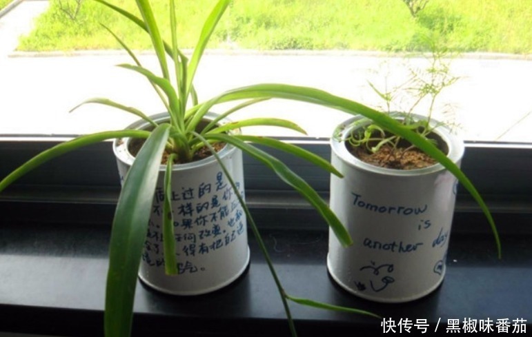 别把铁罐子扔了、卖了,钻孔养花,植物长得好,越看越讨喜