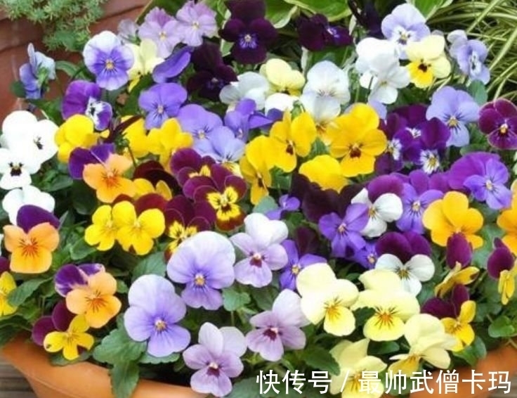 养护|几种花,开花漂亮又好养,养上一盆四季欣赏,好养活还不贵