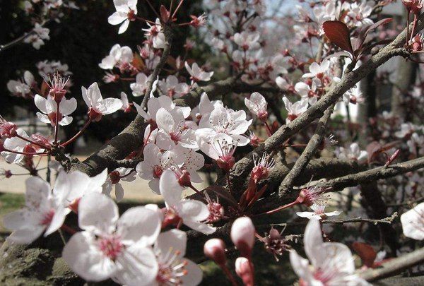 养花试试这几款，有人如君子花如兰花的美誉