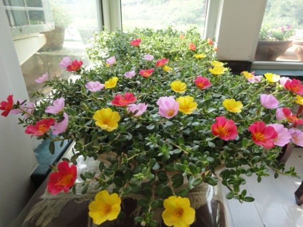 “传说中”养不死的花!一根枝条插土里,“小苗”蹭蹭往上长!