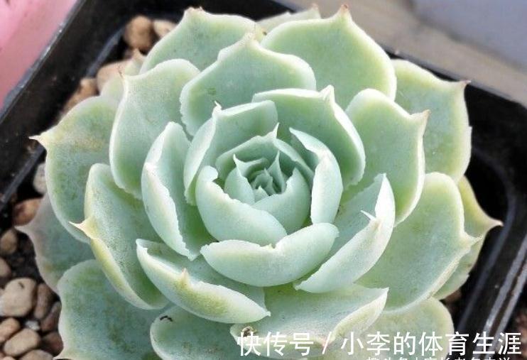 蓝丝绒可爱又好养,叶片有褶皱和透明的冰边,但它并非月影系多肉