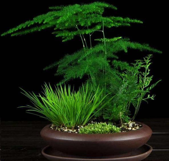 文竹|文竹与云竹有什么区别做好这两点,居然发现没区别