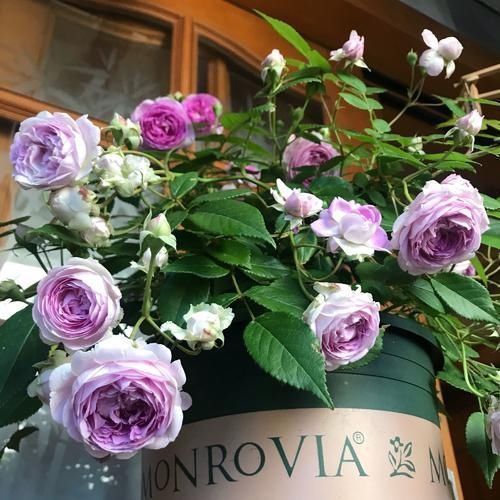 此花是公认的“开花机器”，一年四季花开不停，是阳台盆栽佳品