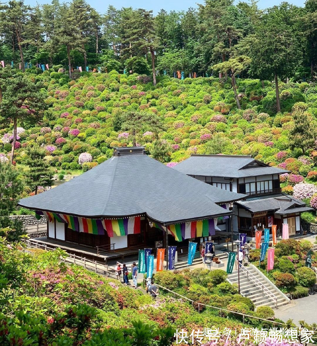 青梅市|日本的奇葩寺庙！寺庙里不烧香却种满了中国名花四季久开不败！