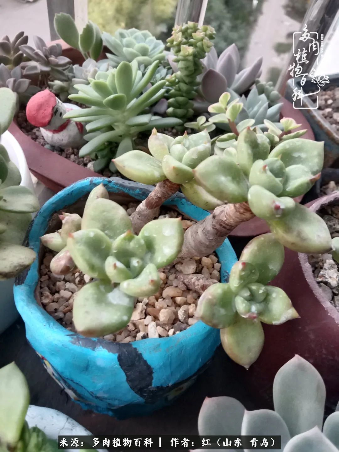 多肉度个夏,回到解放前!曾经有多美,现在就有多丑!