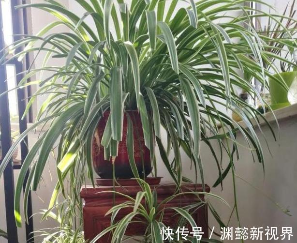 鸡蛋壳|养花不用买肥料,4种''生活垃圾''一处理,盆栽开花又大又漂亮