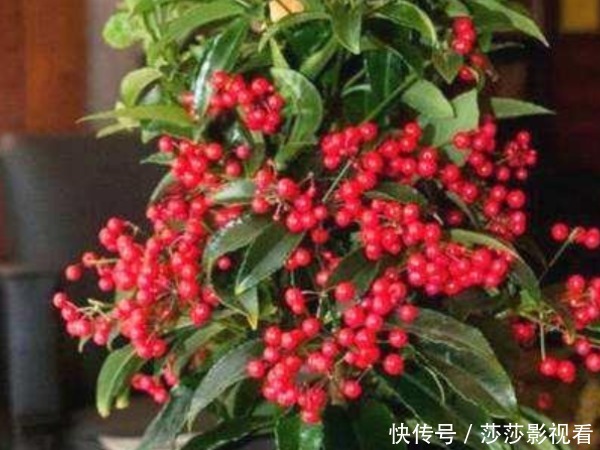 喜庆|中国人讲究喜,4种“招财”花富贵喜庆,寓意牛年好运财源滚滚来