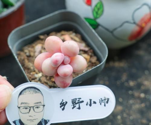 时光荏苒，让多肉成为你的诗和远方