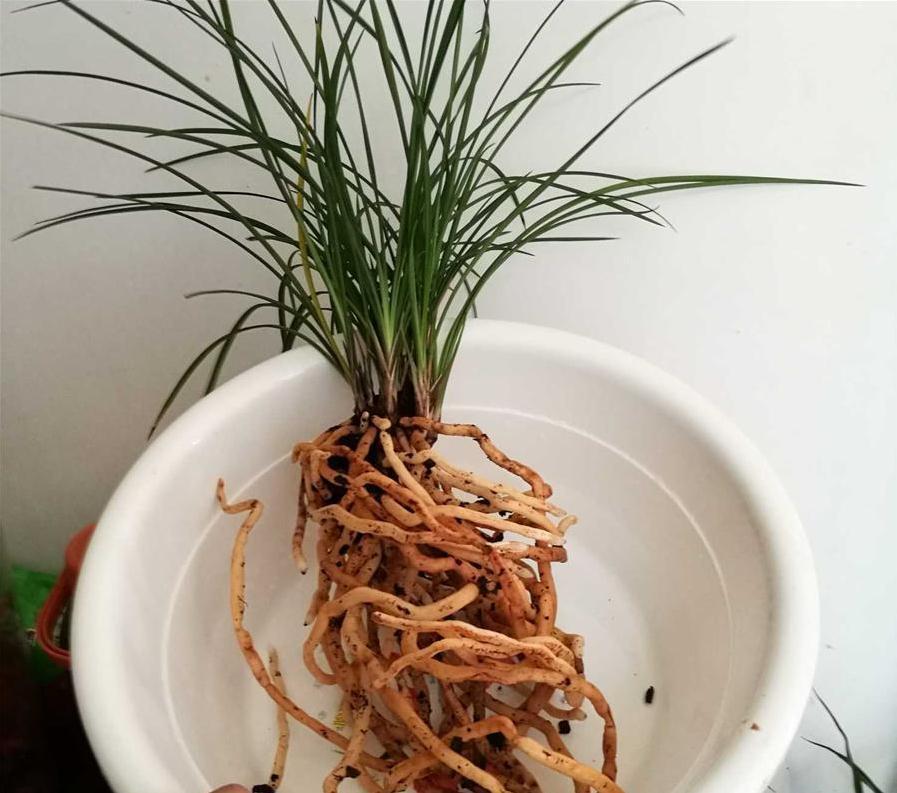 给兰花换盆换土，看根系就知道，兰花养得好