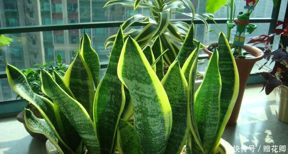 厨房这些东西用来养虎皮兰，很快长出侧芽一盆变几盆，省钱又方便！