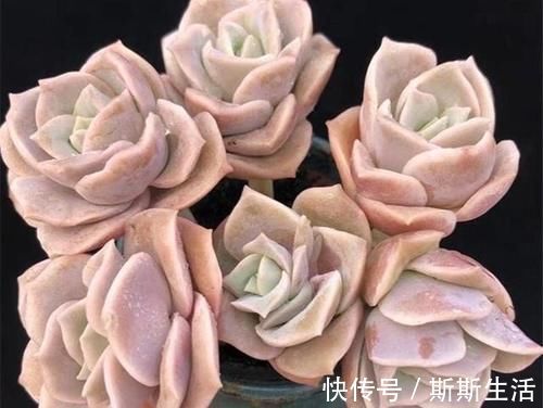 封闭阳台养什么多肉最合适,老花友诚心推荐这12款,省心又漂亮