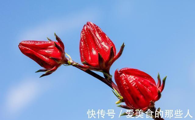 农历9月20日霜降后，养什么花？以下3种花，岁岁平安顺心如意