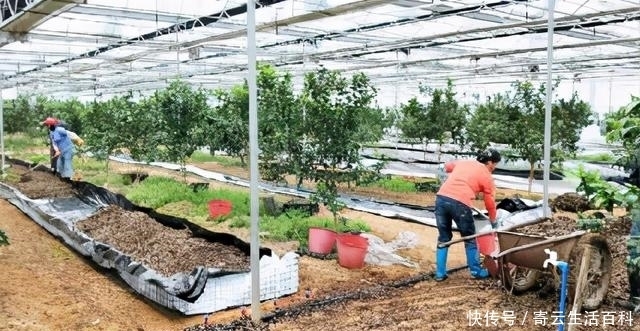 种生姜可以套种什么 种生姜可以套种什么