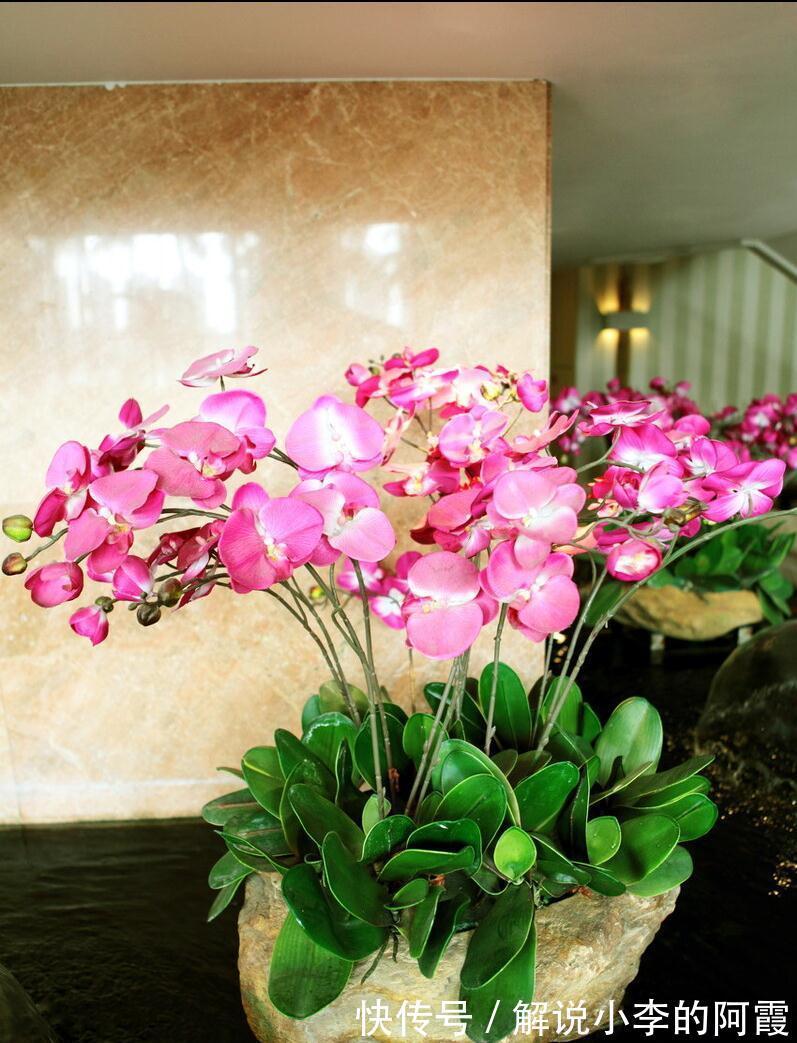 富贵|适合客厅养的5种漂亮花,喜庆大气又吉祥,幸福感满满