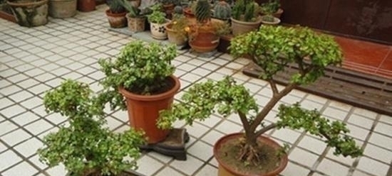 塑形|金枝玉叶,别养错了,30天剪一次,精雕细琢,养成盆景才漂亮!