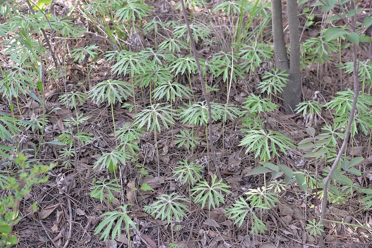 药用价值|农村一种似雨伞的野草，人称“一把伞”，老人却当做治腰痛良方