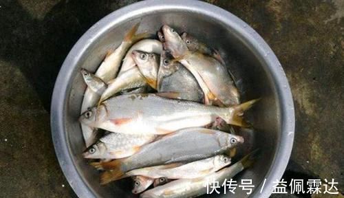 黄尾鲴|调漂技巧:手竿钓黄尾鲴,不会调漂经常锚鱼,会调漂连竿狂拉!