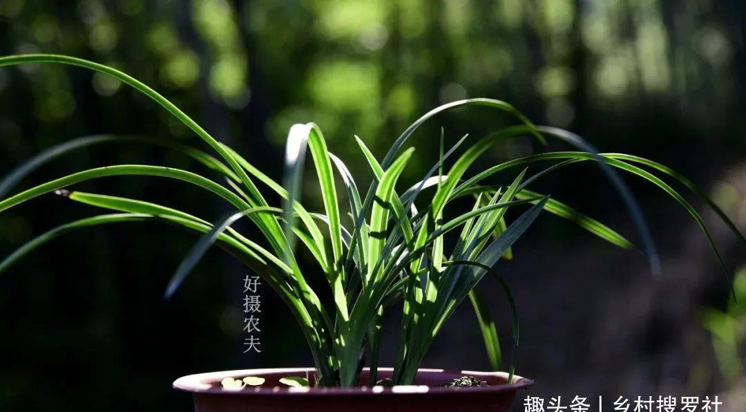 季节|三分种、七分养,芒种时节的兰花,如何养出浓绿的叶子?