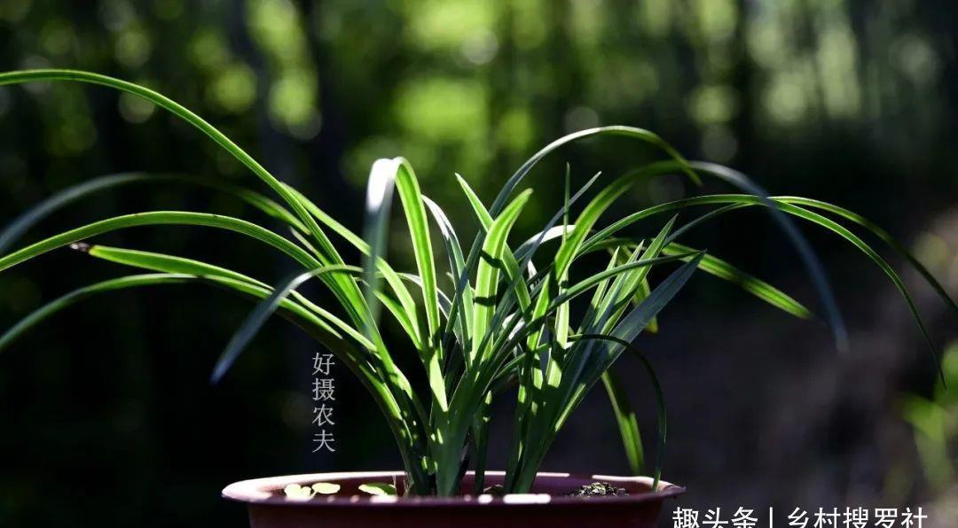 季节|三分种、七分养，芒种时节的兰花，如何养出浓绿的叶子？