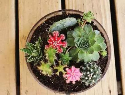 多肉植物|零技巧制作高颜值多肉组合