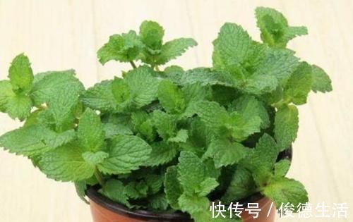 美容|3種花女生必選，美容、助睡眠，家里養1盆，越變越美