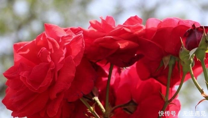 植株|花卉养殖:盆栽月季月月开花五关键