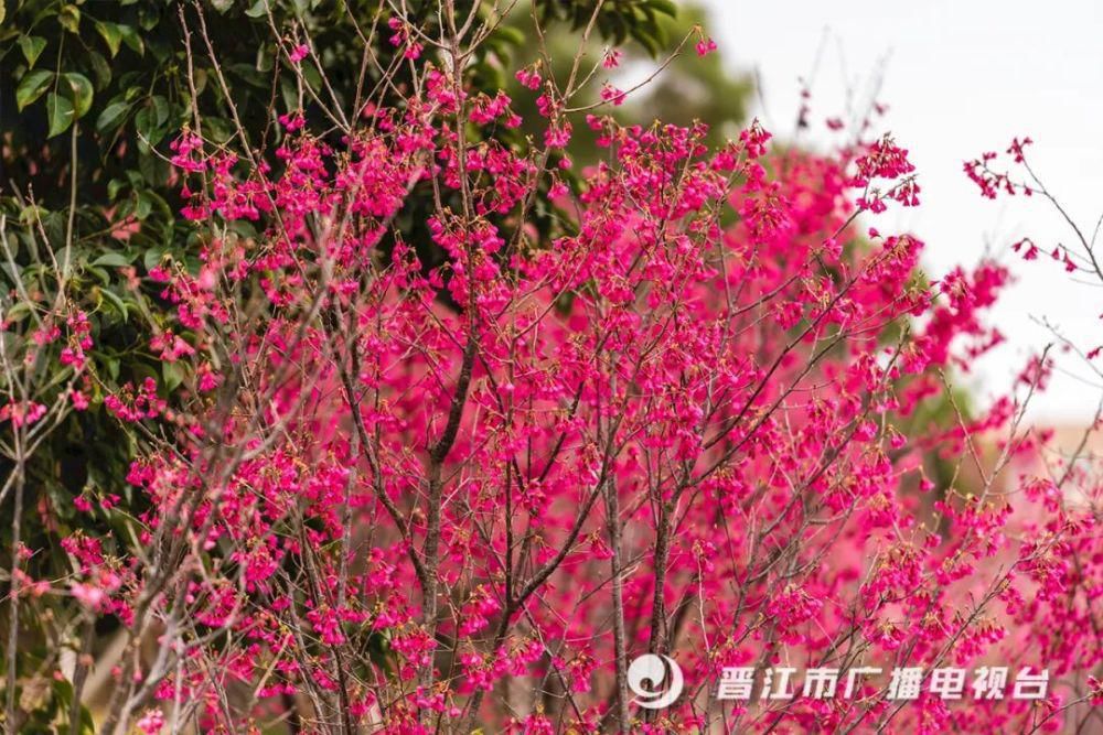 老年|惊艳来袭！晋江市区千亩“天然氧吧”，春节赏花好去处！