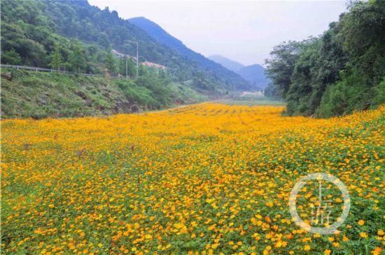 江岸|铺满江岸、边坡……江北这些新花海等你去打卡