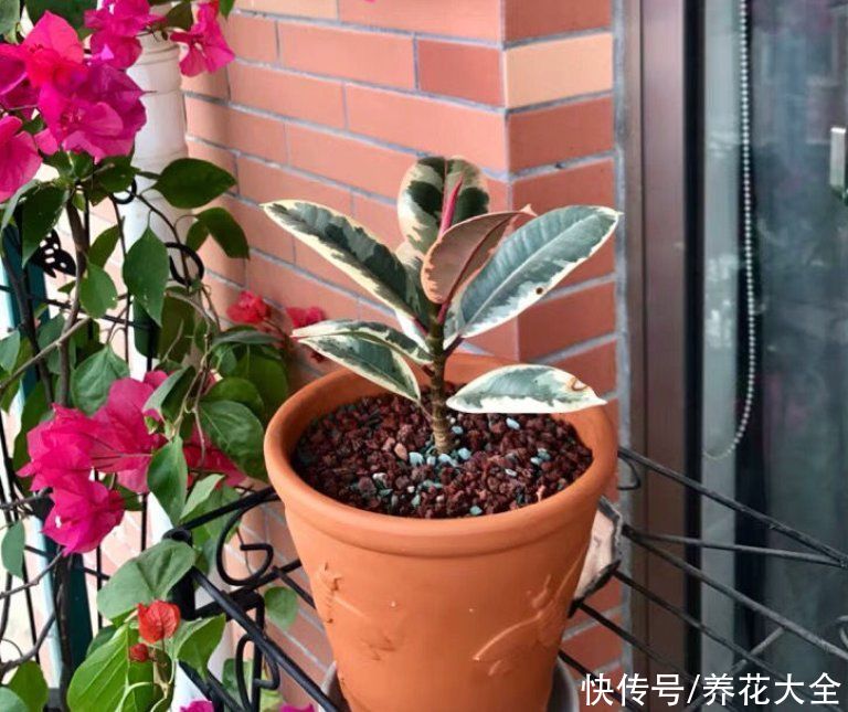 3种“老牌网红花”，经历了时间的沉淀，发现是真的好养