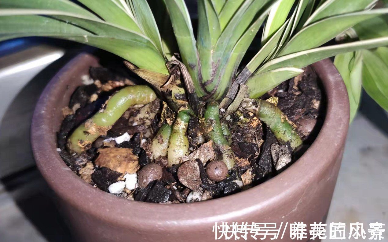 兰花栽种要“露根”？高手都这么整，因为能预防烂根
