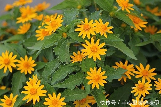 皇帝菊不好养抓住它的“小辫子”,花开上百朵,一开就是270天