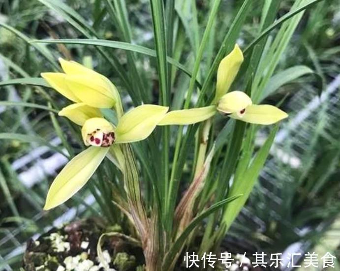 新手养兰花,教你一招叶子自然矮化,长势旺盛花苞更多