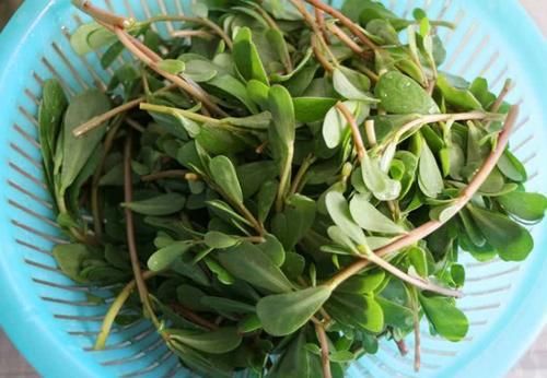 春天捡点野菜马齿觅，晒晒制成花肥吧，养花效果一级棒！