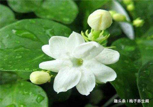 排毒|想长寿要先排毒,多吃4种食物,排出毒素,清理垃圾,养护血管