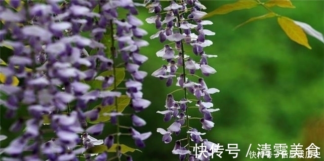 春暮|紫藤古诗七首:绶花空结紫藤高,紫藤花落午微风