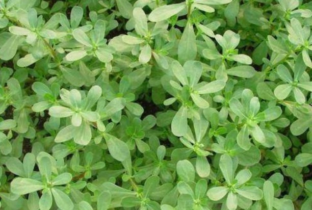 马齿苋|女性想爱美,多吃3种食物,补充营养、滋润肌肤,早吃早好!