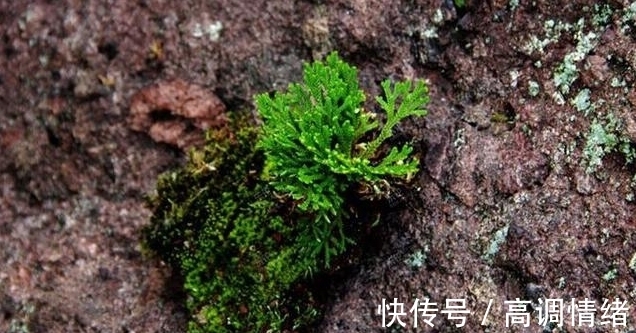 植物#岩石缝里一种小草,既可药用,又可观赏,稍作处理,便成精美盆栽