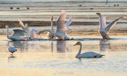 大天鹅大规模回迁威海荣成越冬