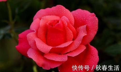 种植|4种花太美了，四季开花，花期长，观赏价值高，种植容易