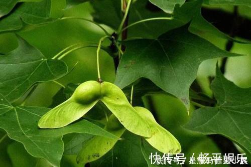 阿爾茨海默癥|據說圖中有20張人臉，我只找出18張！自認為聰明的人快來挑戰