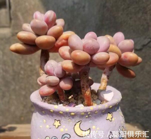 桃蛋黑腐养不好？狠心给它“砍个头”，猛长侧芽，养成漂亮小老桩