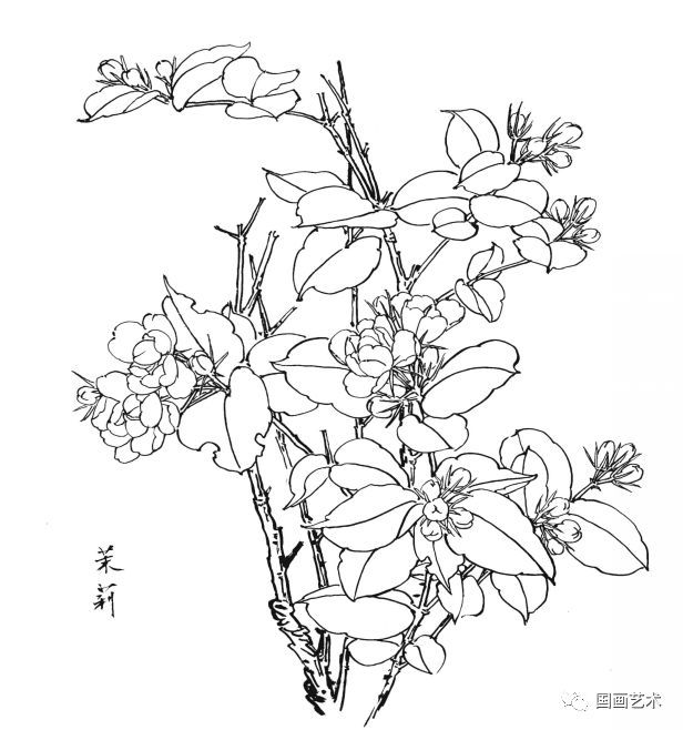  白描|花卉白描图谱选页分享