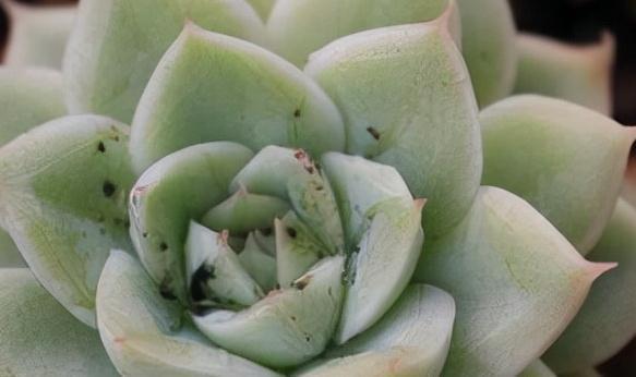 多肉常见3种季节病，养花大神有良方，新手拿好小本子