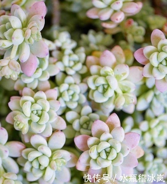 多肉|那些自带果冻色的多肉,它们可从来不让你失望!