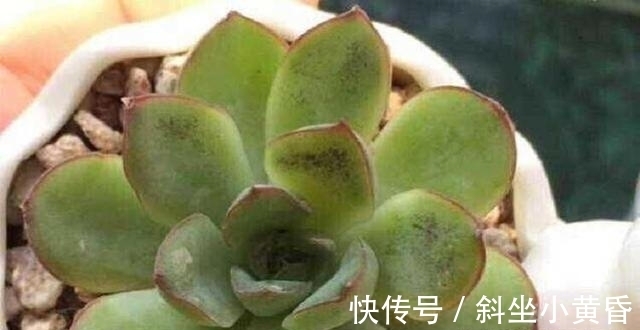 养护|多肉是懒人植物是花店老板最善意的谎言,尤其是病虫害,懒真不行