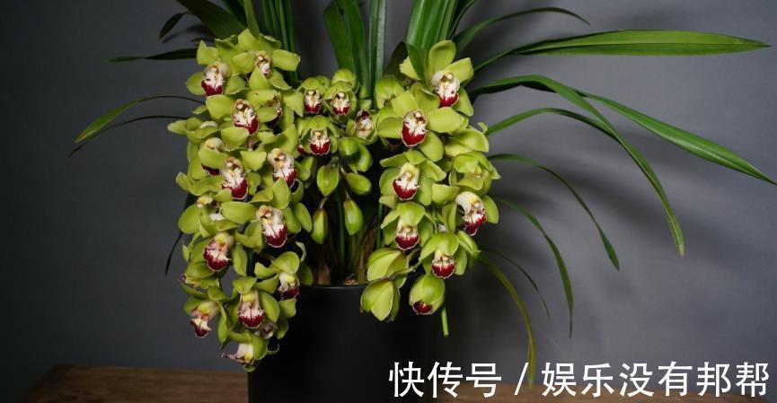 习性|室内养兰花盆栽，摆在哪里更合适？阳台就不错