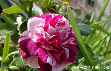 养花|新手养花,就养堪比“开花机器”,比牡丹艳,比木香花还香的花卉