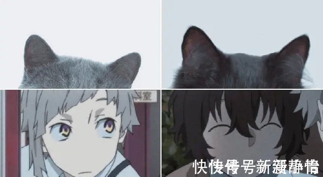 动漫人物|把动漫人物换成“猫猫头”,人物顿时显得可爱了,但布姐yyds