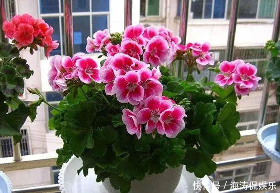 花肥|手把手教你做花肥,掌握关键几点,年年开花不断,比买的好10倍!