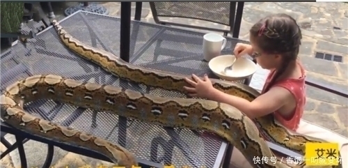 悲剧|6岁女孩养两条蟒蛇当宠物,每日同吃同睡,不久之后悲剧了